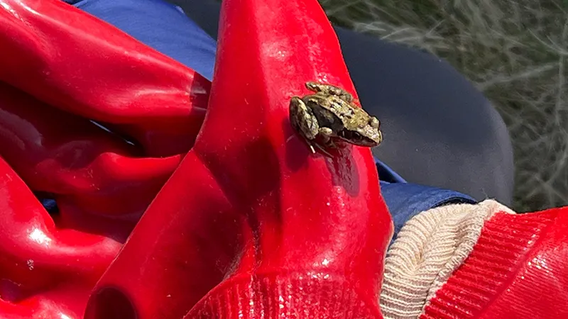 Dublin Bay Biosphere. Irish Scouts & YBPF Battle Buckthorn
